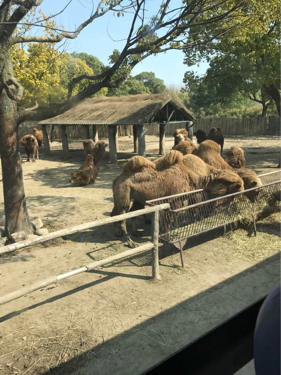 上海野生动物园路线(上海野生动物园路线地铁)