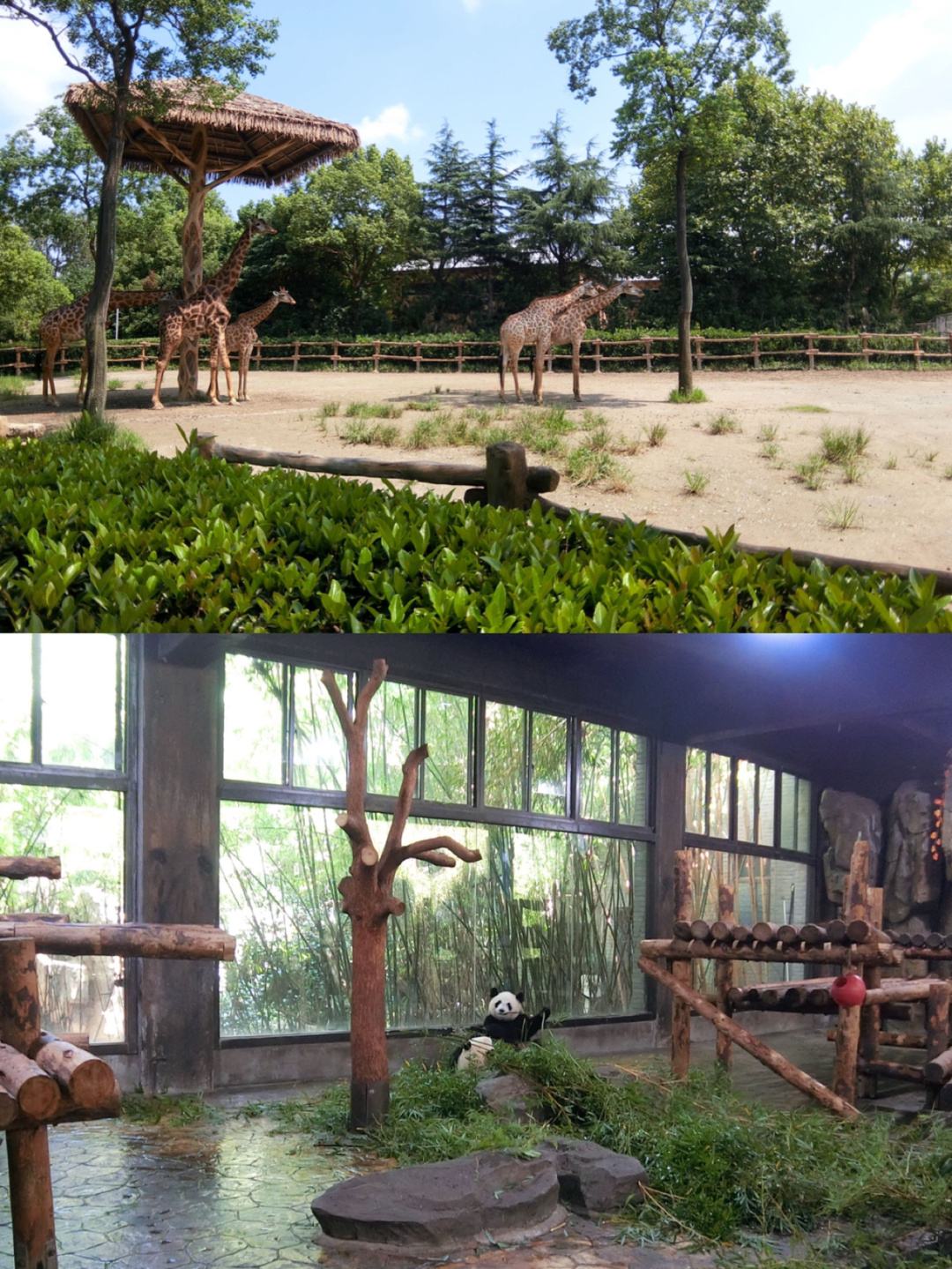 上海野生动物园一日游(上海野生动物园游玩攻略)