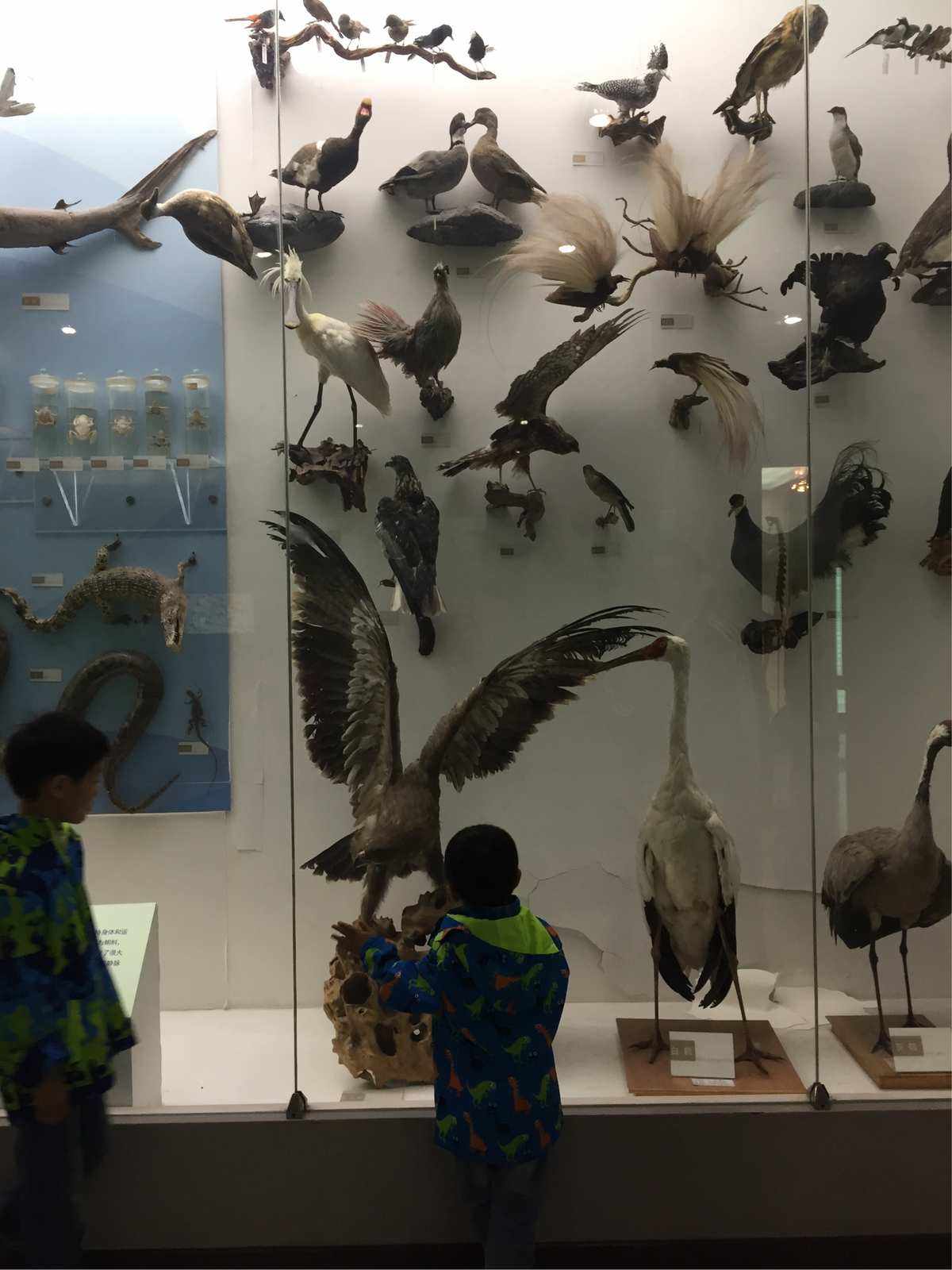 北京动物博物馆(北京动物博物馆需要预约吗)